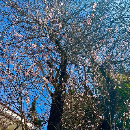 The Almond Tree * نيكيتي