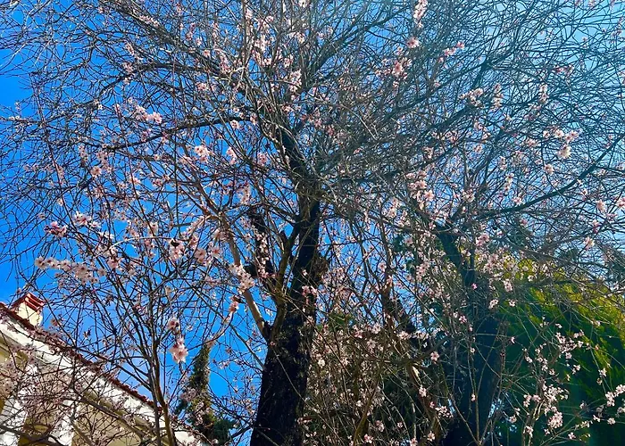 The Almond Tree * نيكيتي